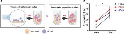 Effects of extracellular adhesion molecules on immune cell mediated solid tumor cell killing